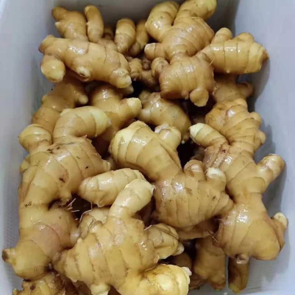 Ginger